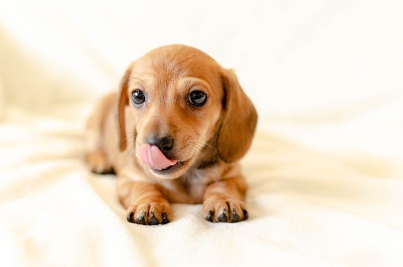 Why Dogs Lick – Understanding the Love Between a Pup and Owner