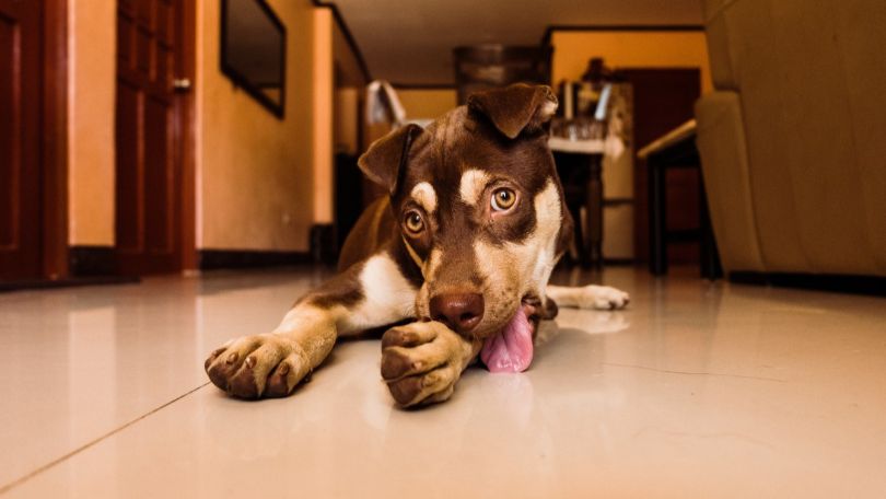 Why Dogs Lick – Understanding the Love Between a Pup and Owner