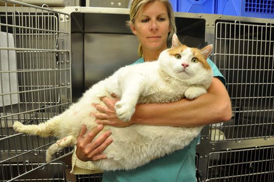 Fattest Cat in the World – Meow’s Legacy Lives