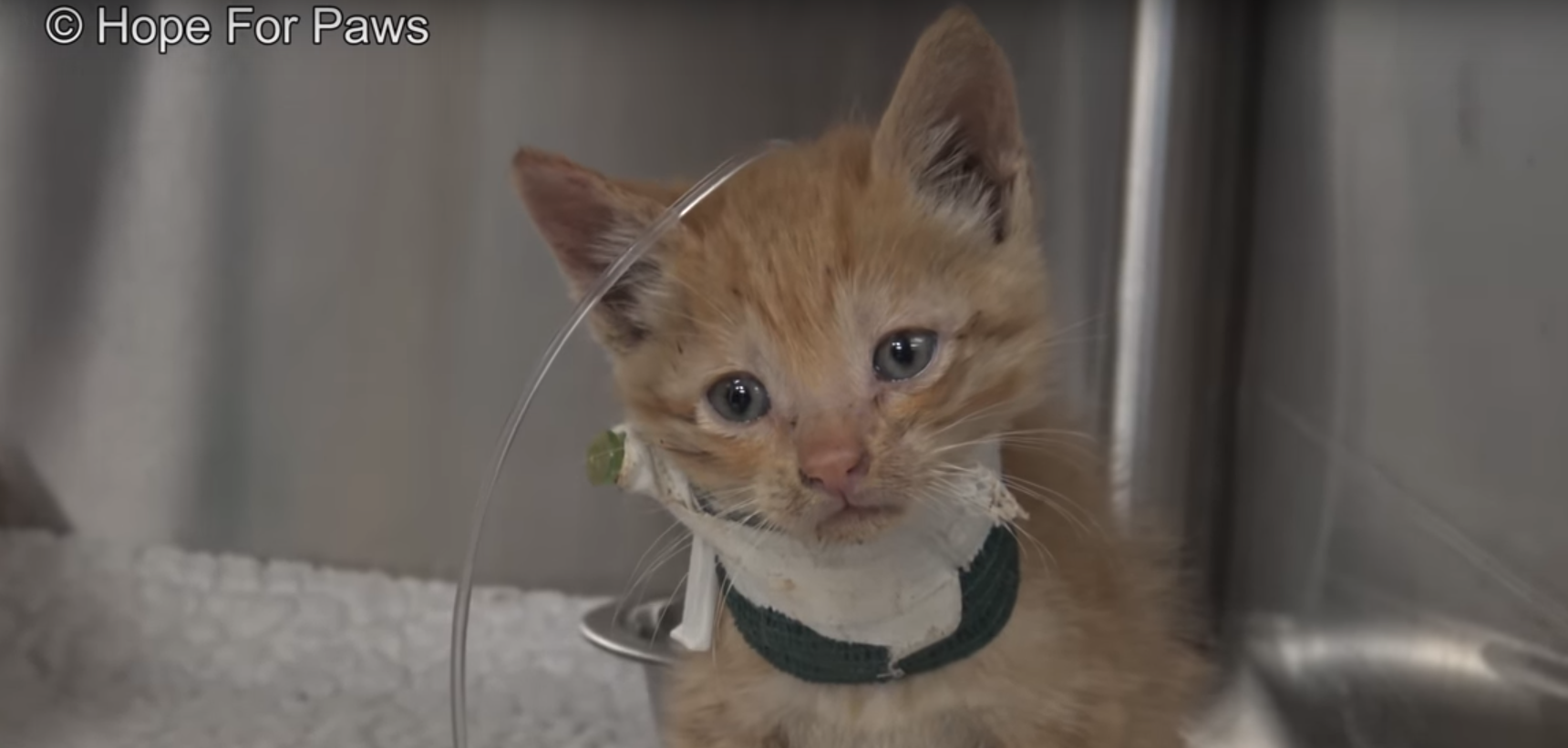 Rescuers Had to Break Walls to Save Kitten Who Was Trapped In Chimney For 3 Days