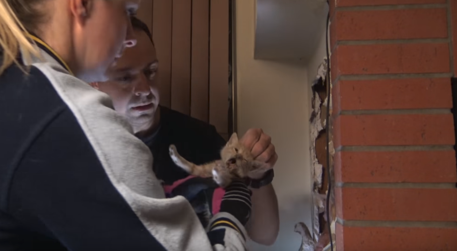 Rescuers Had to Break Walls to Save Kitten Who Was Trapped In Chimney For 3 Days