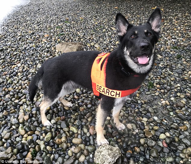 This Dog Rescues Another Missing Pet Who'd Been Stuck in a Mud Pit for Two Days