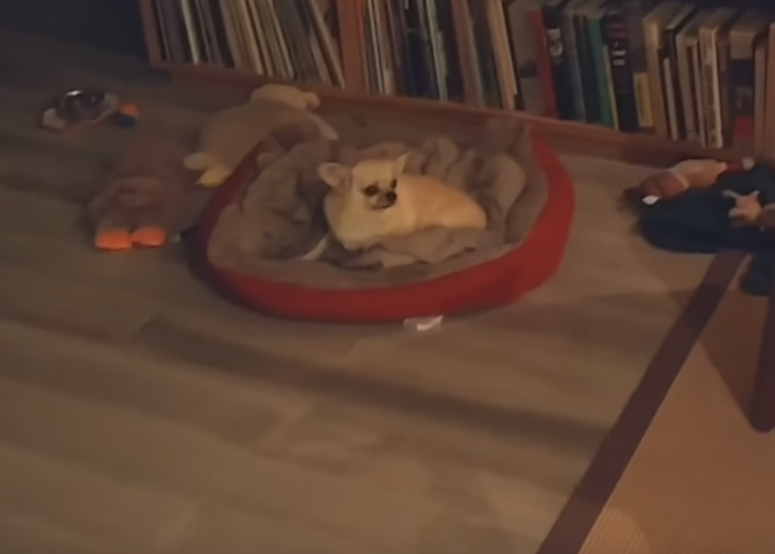 WATCH: Tiny Dog Couldn't Contain Happiness Upon Seeing Dad Who Has Been Away For 2 Months
