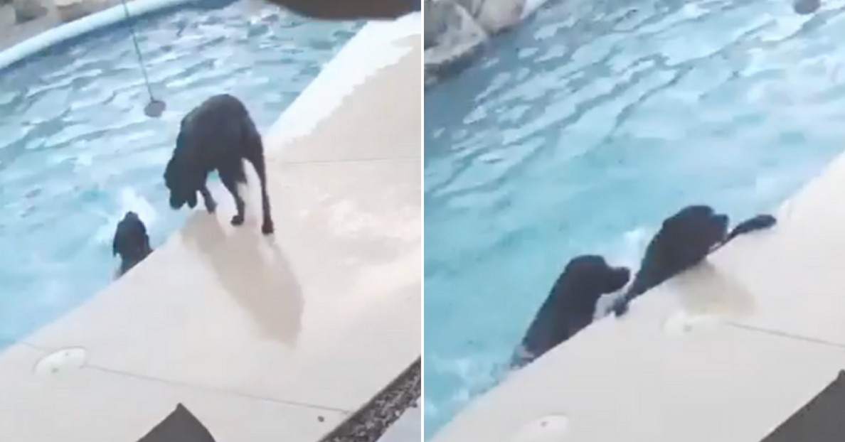 This Dog Deserves a BFF Award After Saving His Drowning Best Friend