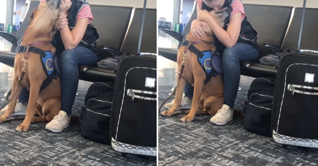 This Support Dog Helps and Comforts Owner's Panic Attacks in the Airport