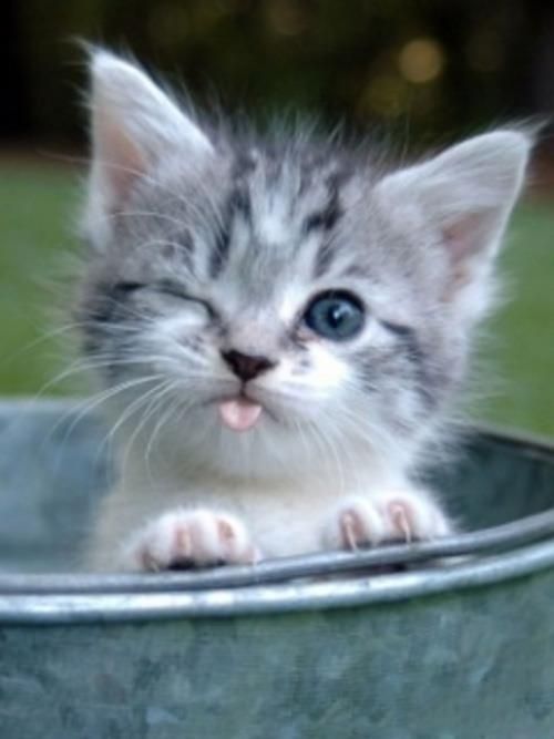 Top 20 Cute Baby Cats Pictures That Will Melt Your Heart Ritely