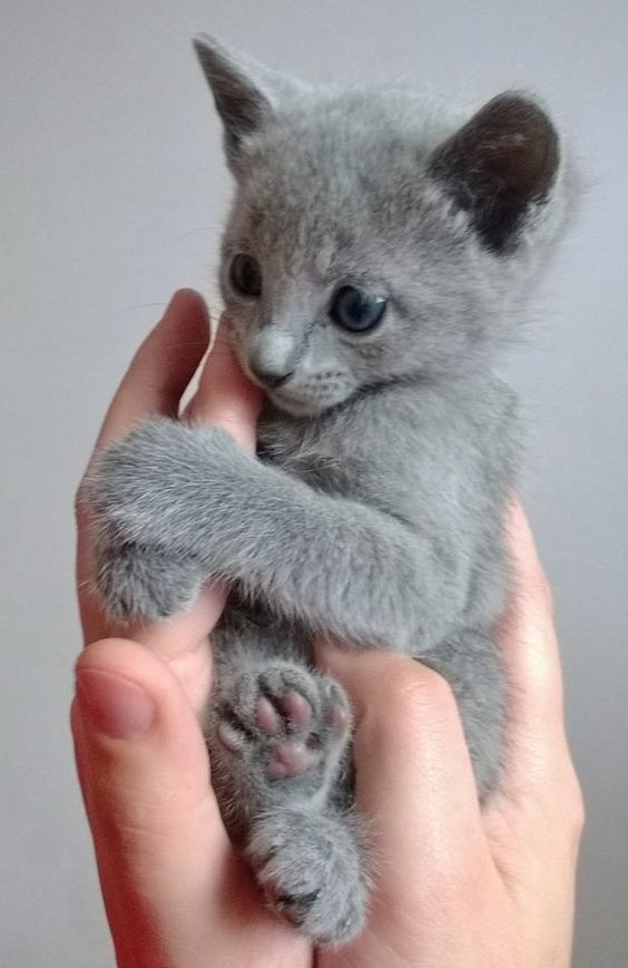 Top 20 Cute Baby Cats Pictures That Will Melt Your Heart Ritely