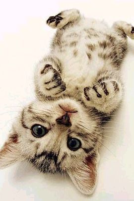 Top 20 Cute Baby Cats Pictures That Will Melt Your Heart