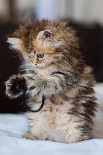 Top 20 Cute Baby Cats Pictures That Will Melt Your Heart