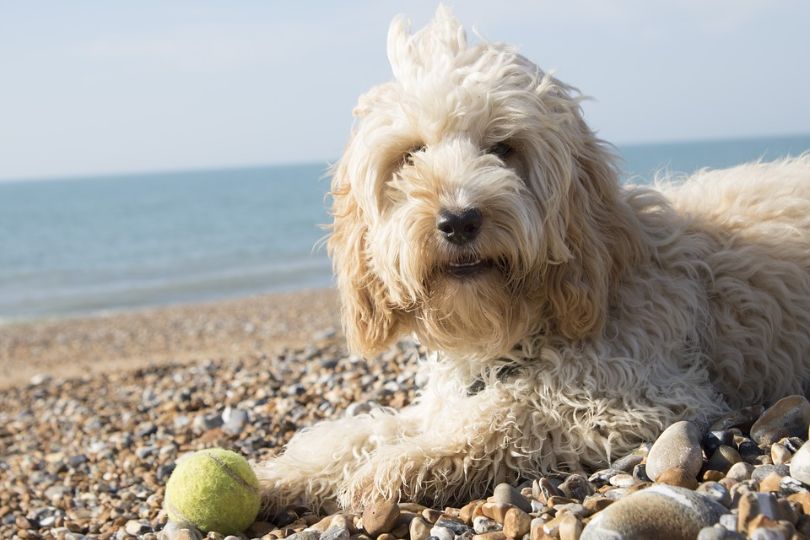 Top 10 Dog Breeds That Live Longest – Find Your Companion for Life
