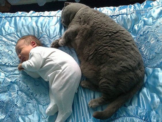 15 Pictures of Cute Fat Cats to Forget Your Extra Pounds