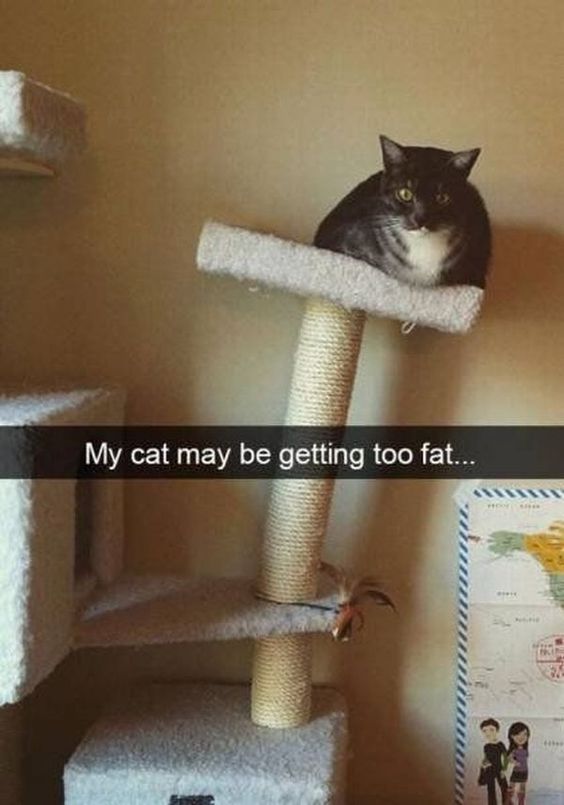 15 Pictures of Cute Fat Cats to Forget Your Extra Pounds