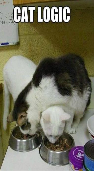 Crazy and Funny Cats That Will Make Your Belly Hurt from Laughing
