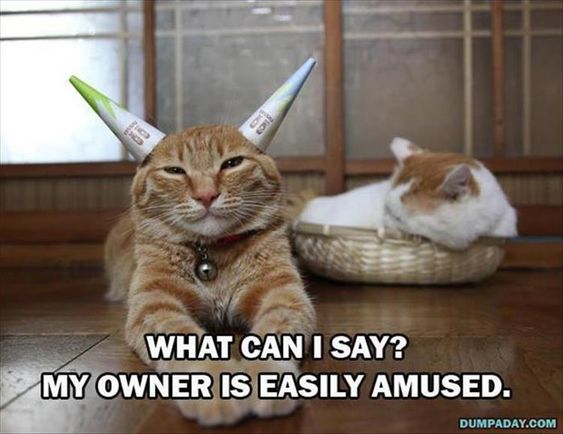 17 Hilarious Cat Pictures to Brighten Any Bad Day