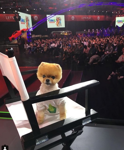 Meet Jiffpom – the Pomeranian Who Is More Popular Than Facebook Itself