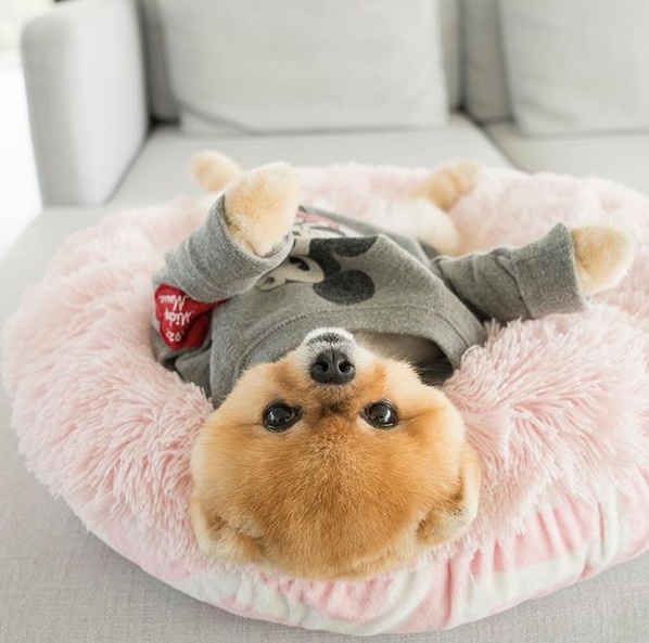 Meet Jiffpom – the Pomeranian Who Is More Popular Than Facebook Itself