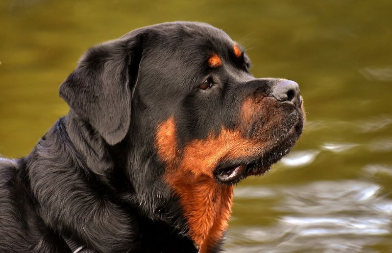 Top 10 Most Popular Large Dog Breeds You Will Want to Own
