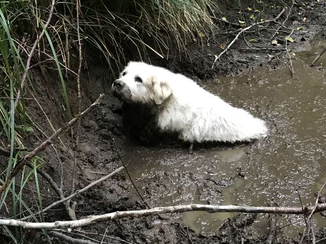 This Dog Rescues Another Missing Pet Who'd Been Stuck in a Mud Pit for Two Days