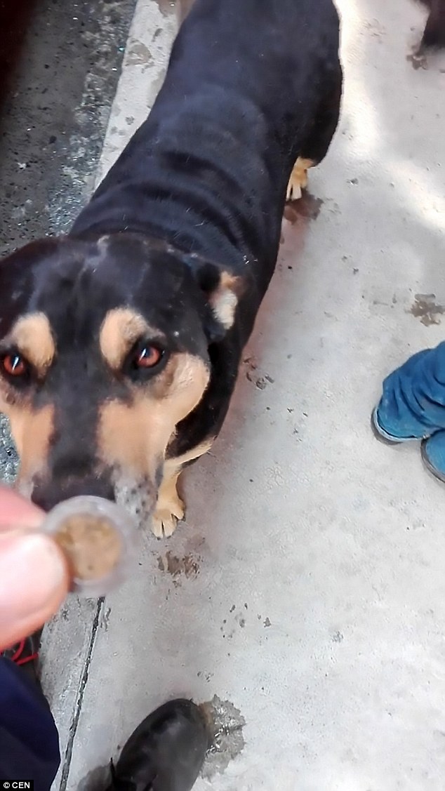 WATCH: Clever Stray Dog Begs for Money and Buys Himself a Sausage