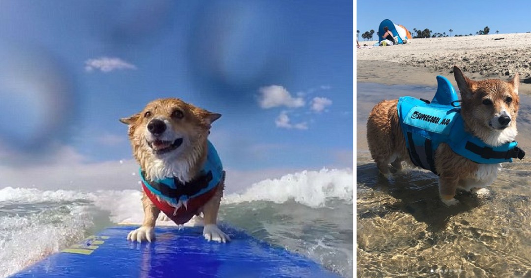 Corgi Surfs as a Form of Therapy to Recover from Horrific Attack