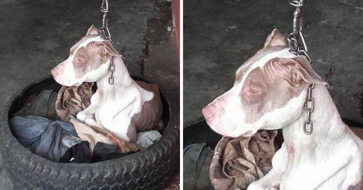 Dog Tied on a Short Chain For Years Finally Finds Hope