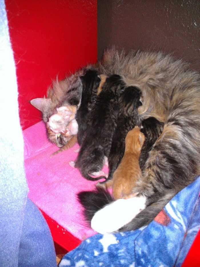 Stray Cat Gave Birth to 7 Kittens, Dog Volunteers to Be Their Dad