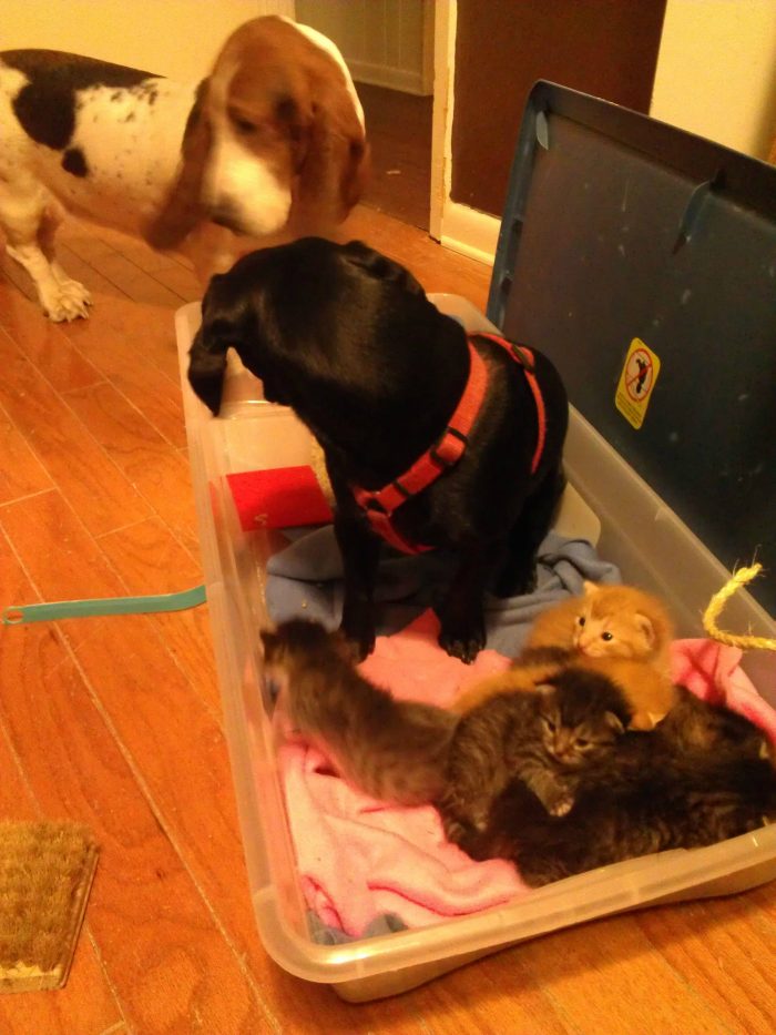 Stray Cat Gave Birth to 7 Kittens, Dog Volunteers to Be Their Dad