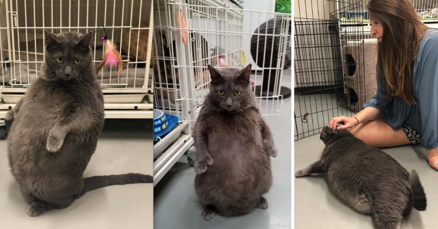 UPDATE: The World's Most High-Maintenance Cat Got Adopted By An Owner Just As Extra As He Is
