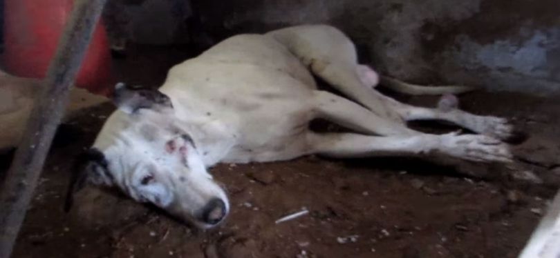 Dying Dog With His Spine Crushed Found Agonising Inside an Abandoned Building
