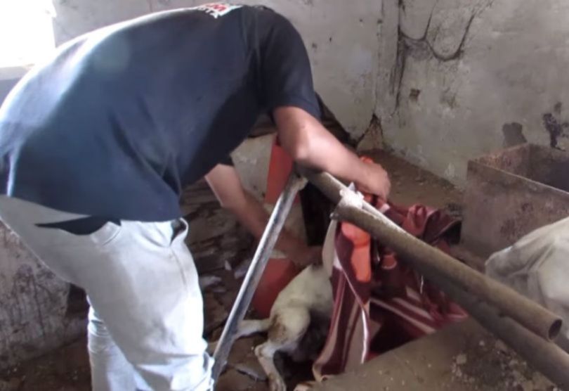 Dying Dog With His Spine Crushed Found Agonising Inside an Abandoned Building