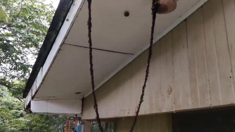 Unbelievable Footage Shows Millions of Ants Building Hanging Bridge Together to Invade Wasp's Nest