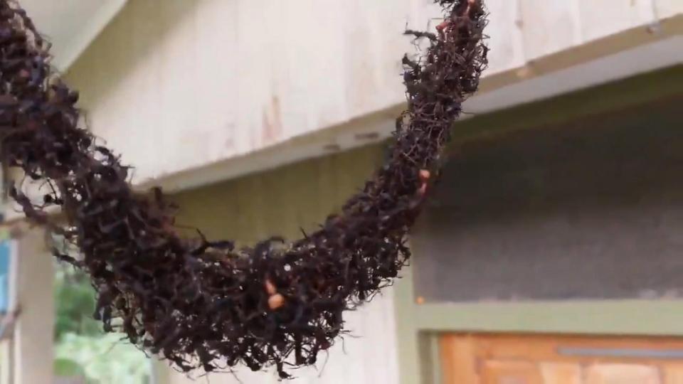 Unbelievable Footage Shows Millions of Ants Building Hanging Bridge Together to Invade Wasp's Nest