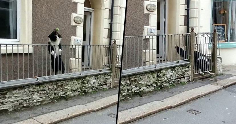 WATCH: This Smart and Fun Dog Likes Playing Catch with Strangers in the Street