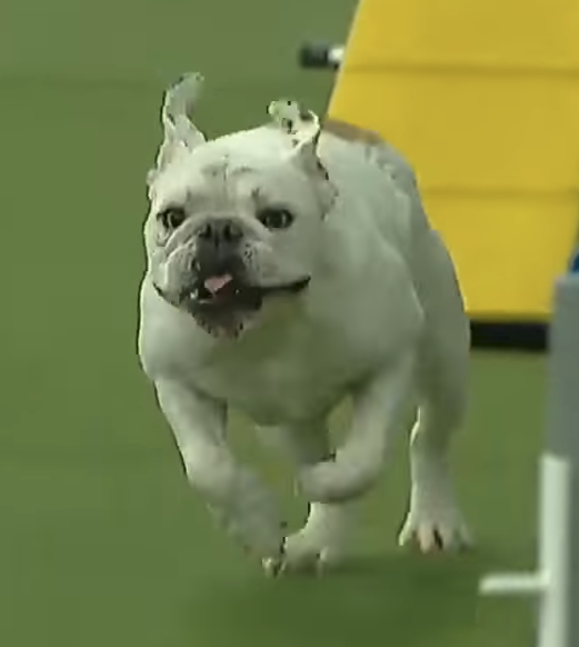 WATCH: Bulldog Defies Breed Stereotype With Unbelievable Agility
